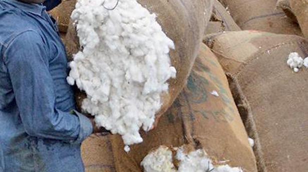 Kenya : Kenyan agriculture agency supports growing GM cotton - Textile News Kenya