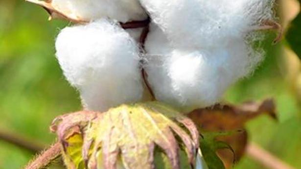 PROFILE: Smart cotton against chemical weapons