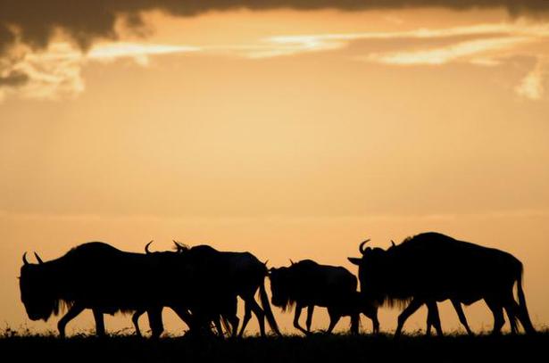 NATURALLY PHENOMENAL: The Wildbeest in Africa. Photo: AP