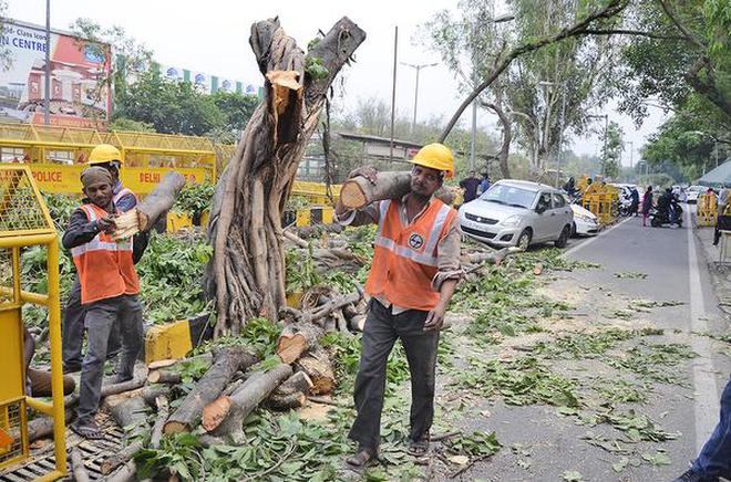 The government had approved felling of 16,500 trees in the city for revamping south Delhi. Photo for representative purpose only.