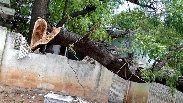 Lightning kills woman, 70 sheep in Kurnool - The Hindu