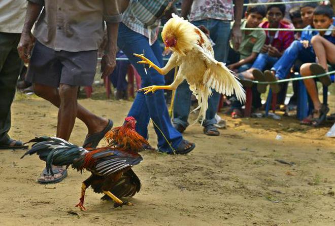 Image result for Cockfight was part of Sankranthi Celebrations in Vizag