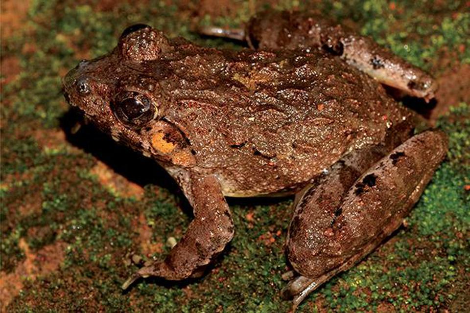 The new frog species â âFejervarya kalinagaâ, the new frog species discovered in the Eastern Ghats.