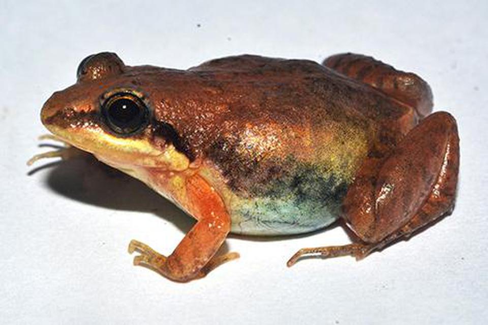 âFejervarya krishnanâ, the new frog species that discovered in the Western Ghats.