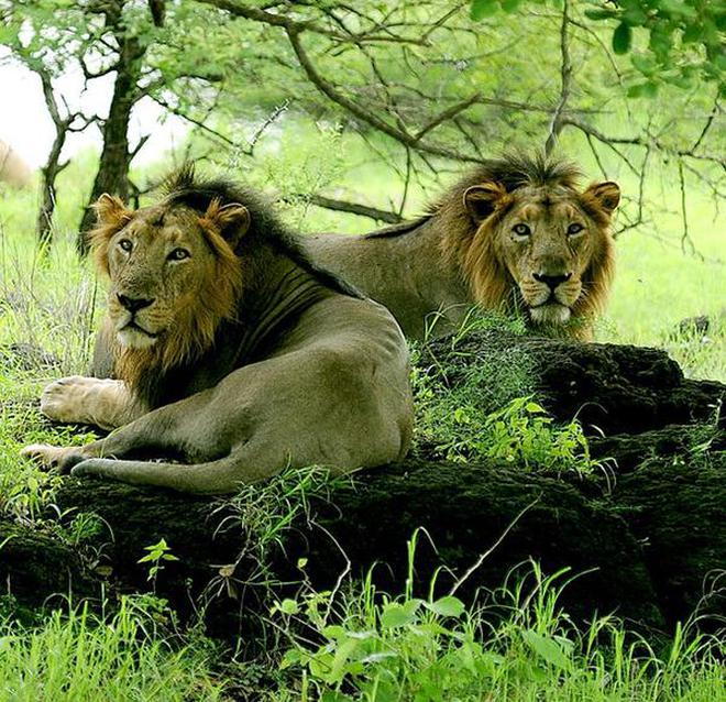 Gujarat, where there is a concern over disappearing lions