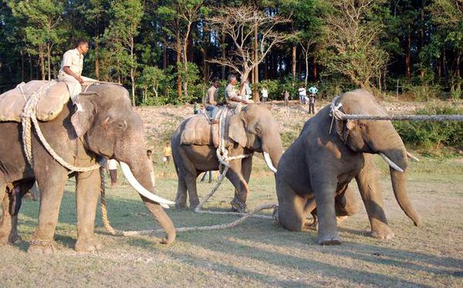 A file photo of a team of elephants at work in a capture operation. The residents of Alur and Sakleshpur are demanding the capture of wild elephants in their area.