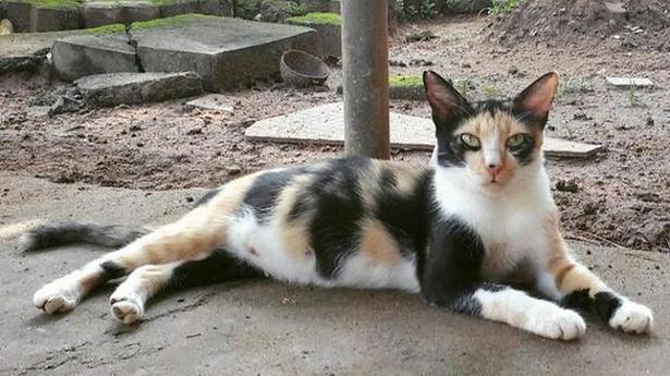 Thrissur cat is among cutest rescued Indian cats - The Hindu