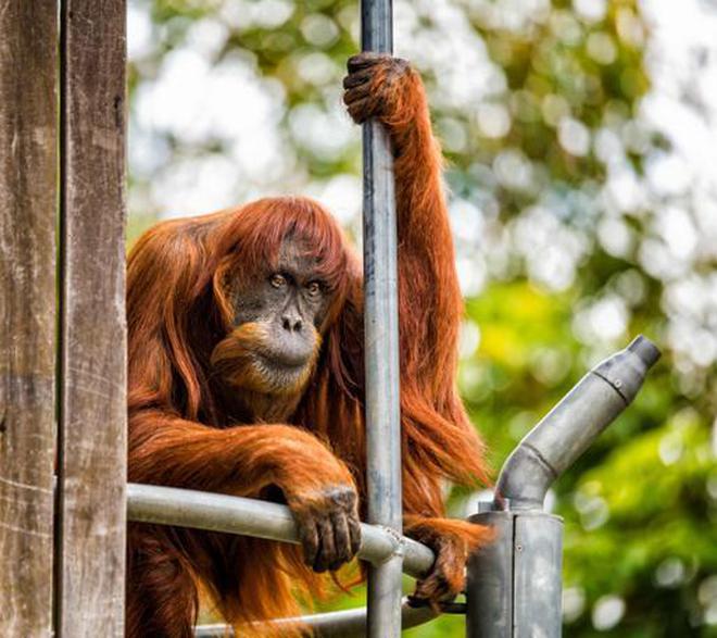 File photo shows Sumatran orangutan, known as Puan, which is Indonesian for lady, at Perth Zoo where she has lived since being gifted by Malaysia in 1968. Puan, the world's oldest Sumatran orangutan, who had 11 children and 54 descendants spread across the globe, has died aged 62, zoo officials said on June 19, 2018.