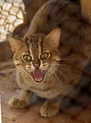 The Endangered Rusty Spotted Cat