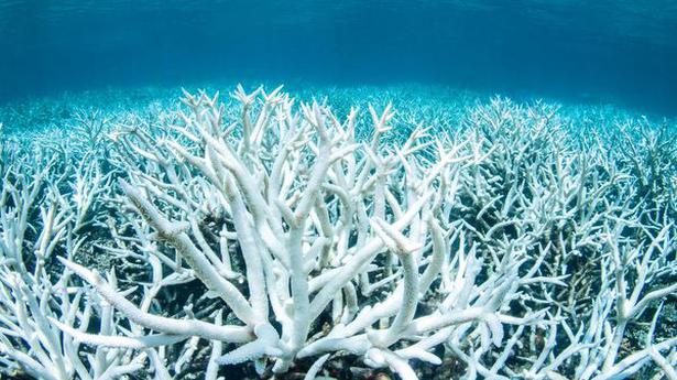 Vinegar can protect Great Barrier Reef? - The Hindu