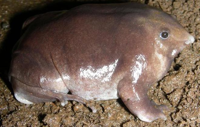 New frog species with pig face discovered in Western Ghats