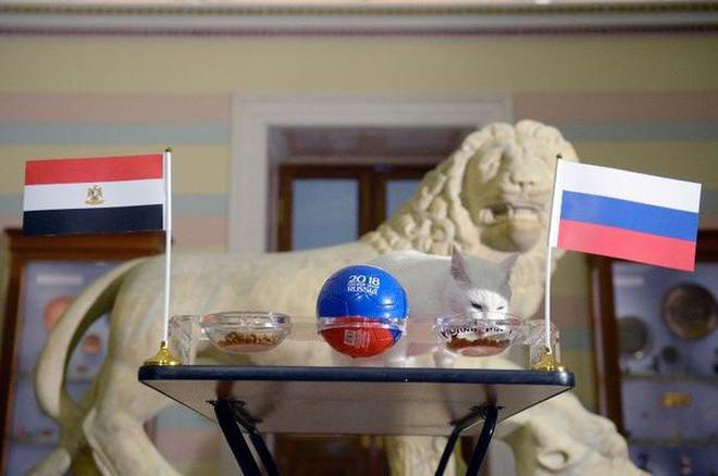 Achille the cat, one of the State Hermitage Museum mice hunters, attempt to predict the result of Russia-Egypt match, during a ceremony in St. Petersburg on Tuesday.
