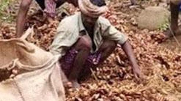 Scant supply, demand surge boost ginger prices