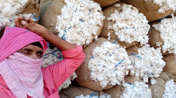 Cotton production estimated to be lower at 360 lakh bales