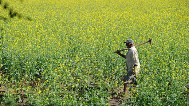 Mustard seed sowing up 22%; wheat slightly down this rabi season, says Agriculture Ministry