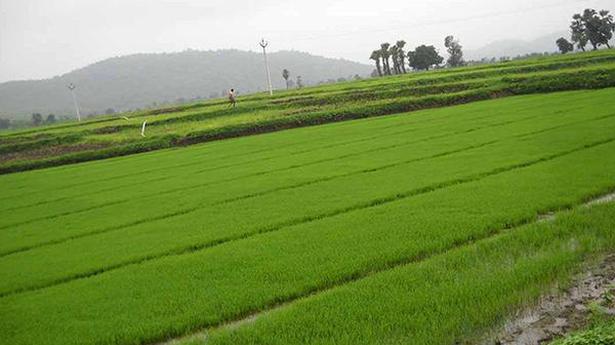 Govt sets record 104.3 million tonne rice production target for 2021-22 kharif season