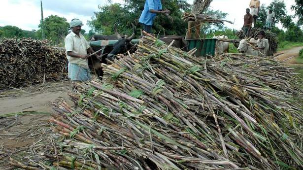 Sugarcane fair and remunerative price hiked to ₹290 a quintal