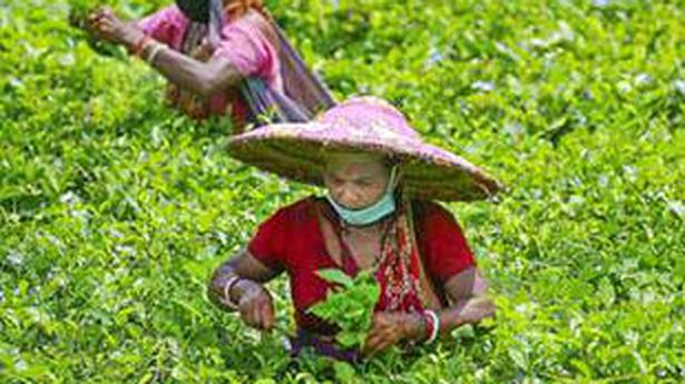 Small growers edging out big players, says Tea Association