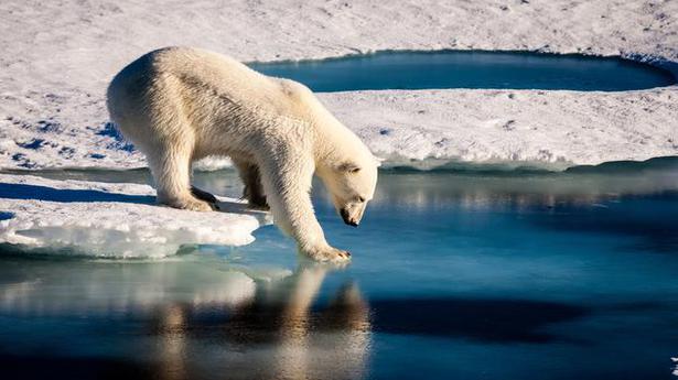 Watch | Polar bears return to Pacific Arctic for the first time in 20 years
