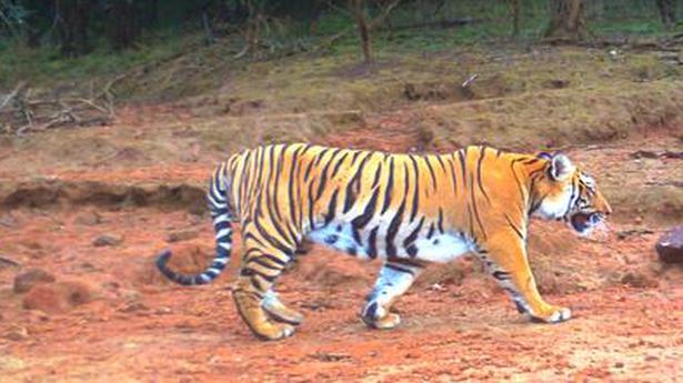 Study suggests habitat loss is leading to inbreeding of Indian tigers