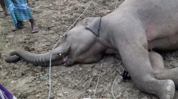 Wild elephant electrocuted in Chittoor