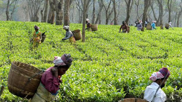 Assam Assembly elections | Opposition targets BJP after court stays wage hike for tea workers