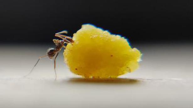 Malayalam short ‘The Ants’ gives a peek into the life of ants