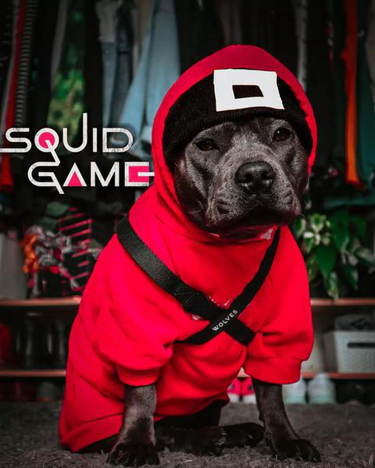 New Zealand-based Pania, a staffy dressed as a ‘Squid Game’ guard