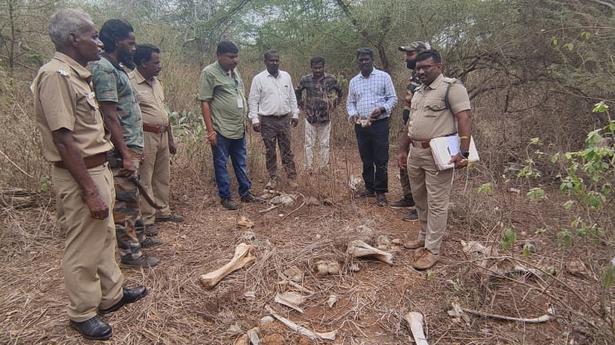 ‘Seven out of 14 elephants that died in Pethikuttai had liver disease’