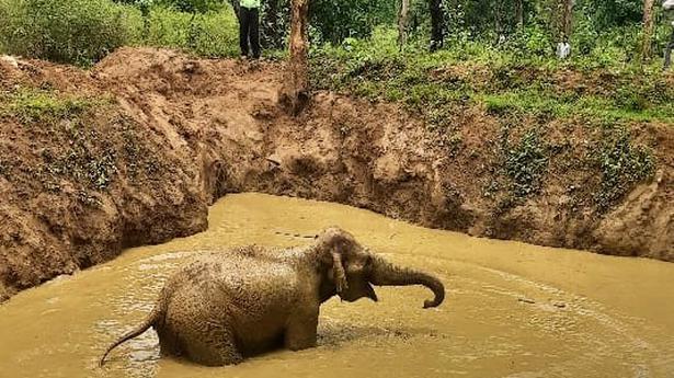 Wild elephant rescued from pond
