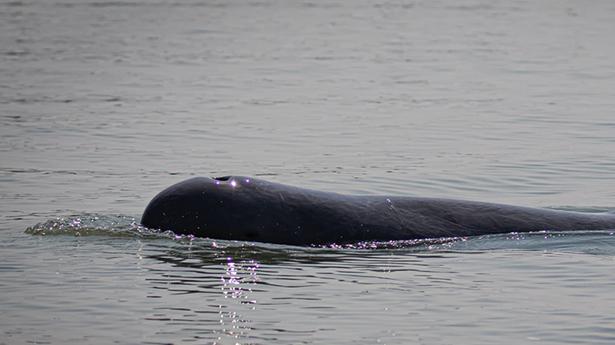 Chilika lake’s dolphin population falls