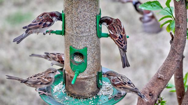 How citizen movements across India are bringing the friendly sparrows back to the neighbourhood