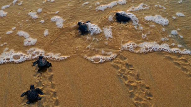 Kuzhuppilly beach sees an increase in Olive Ridley nesting