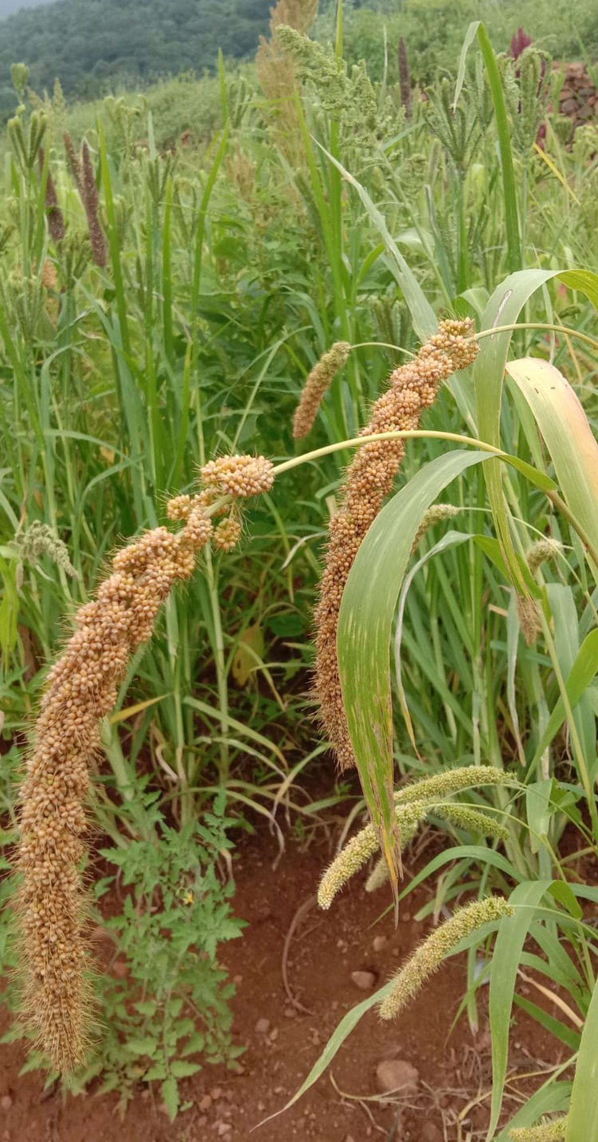 'Kuthiravali' or barnyard millet cultivated at Attappady