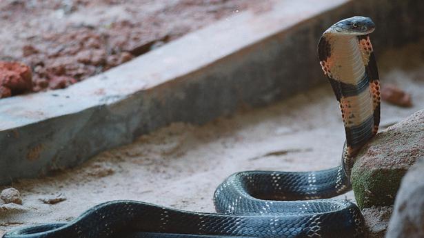 Odisha takes steps to minimise snakebite deaths