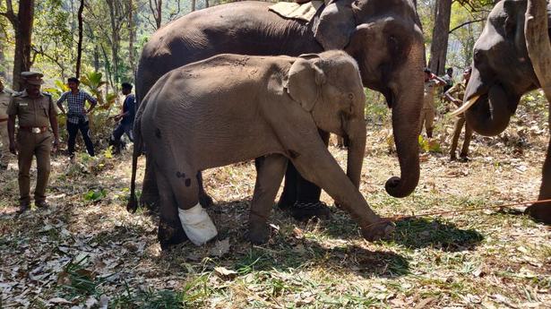 Aided by six kumkis, wounded elephant in Anamalai Tiger Reserve treated in kraal