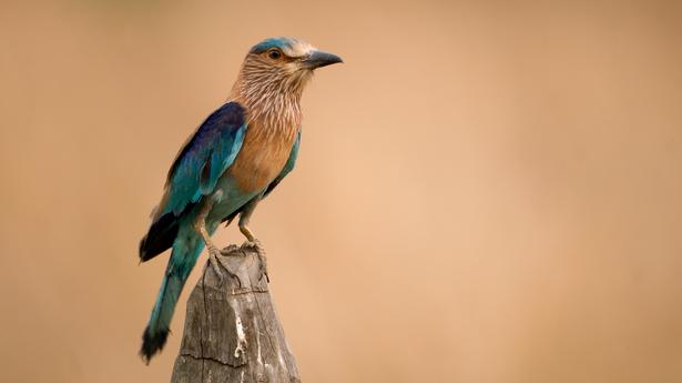 Count the birds in your backyard