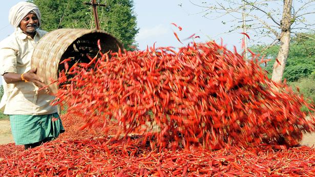 Red chilli on a roll in Guntur