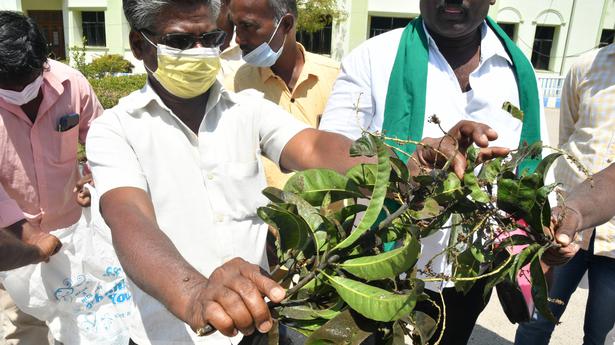 Fungal infection affects mango flowers in Krishnagiri