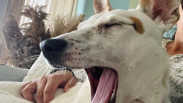 Bengaluru Pet Pals: Puppies for adoption