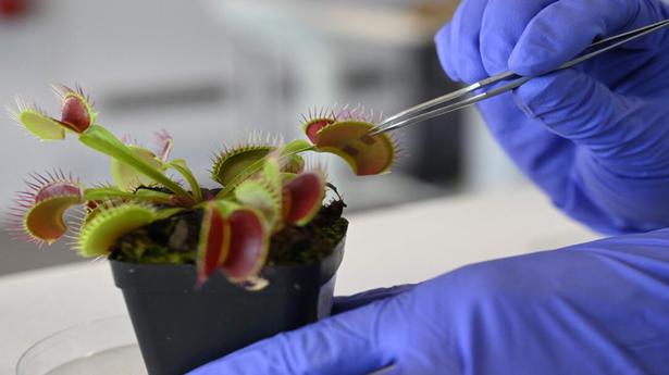Watch | Scientists develop ‘robo-plants’ to interact with plants