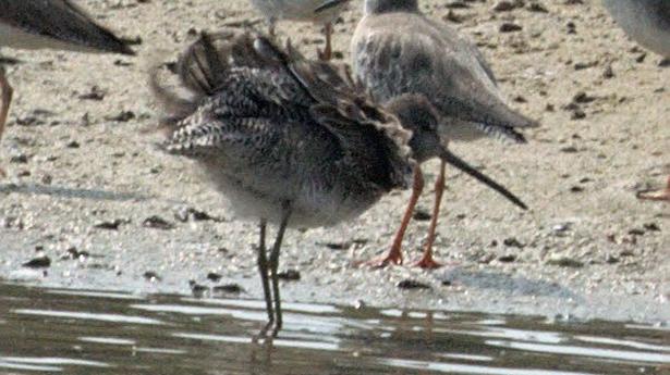 Long-billed dowitcher sighted at Pulicat