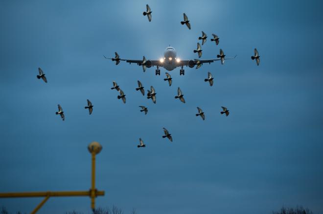
Understanding bird strikes and aviation safety
