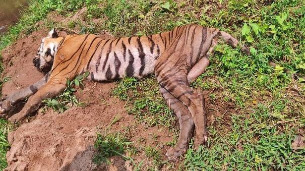 Tigress found dead in wildlife sanctuary