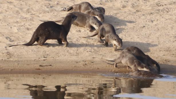 Smooth-coated otters seen near Mukkombu after a long break