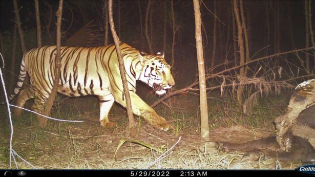 Are Bengal tigers reviving hope that the ‘Tiger Corridor’ in Andhra Pradesh is alive?