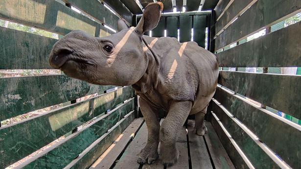 Rhino reintroduction success in Assam