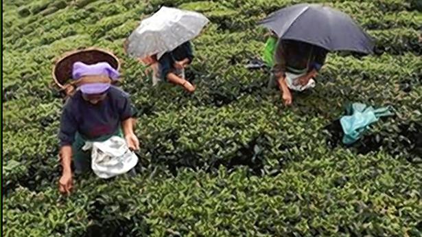 Tea exports in first 11 months of FY22 drops to 184.35 mn kg