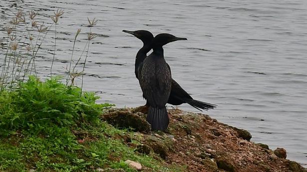Tirunelveli district records 33,000 birds in inland wetland survey