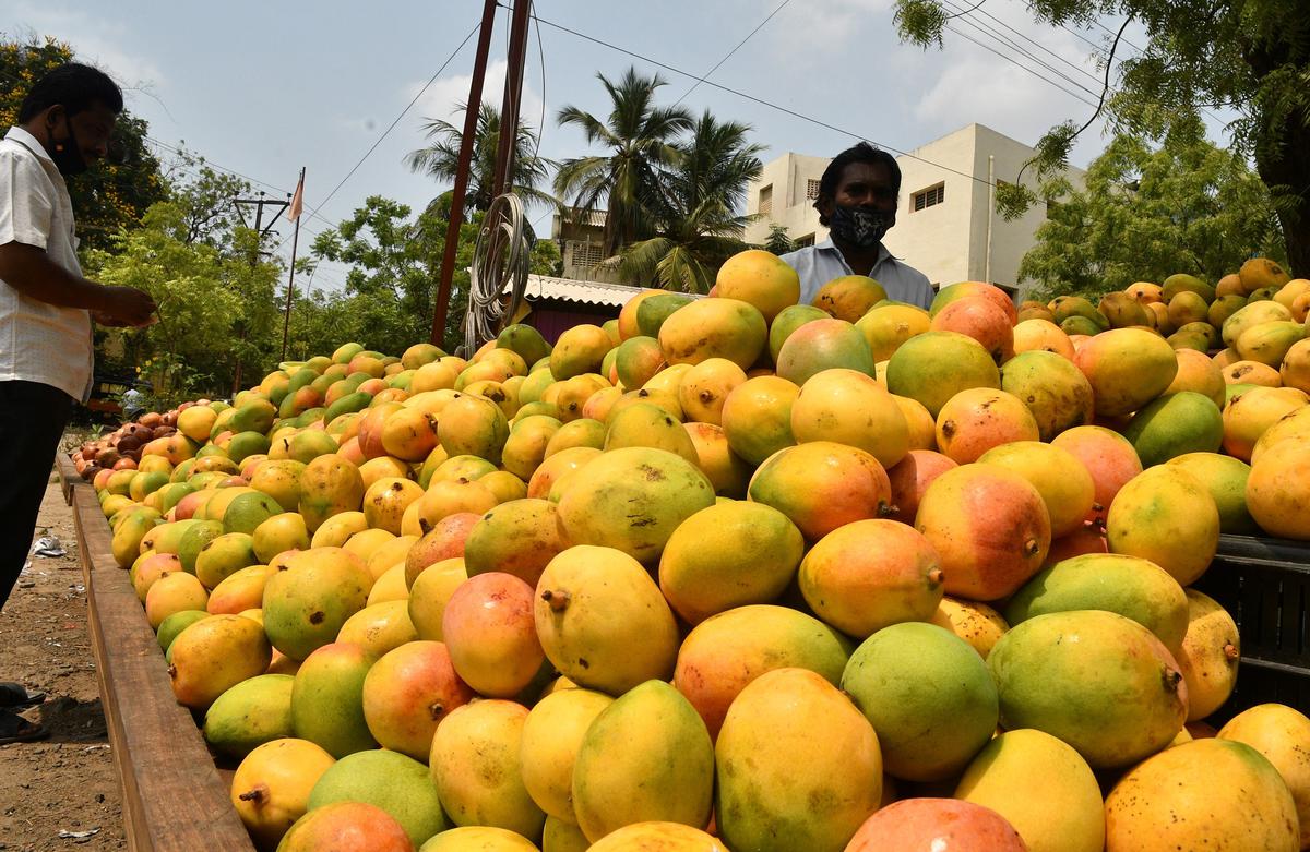 Data | Excess rain, extreme heat hurts mango, lemon production - The Hindu